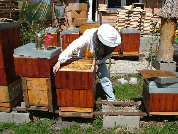 Inspekční prohlídky včelstev 14.4.2013