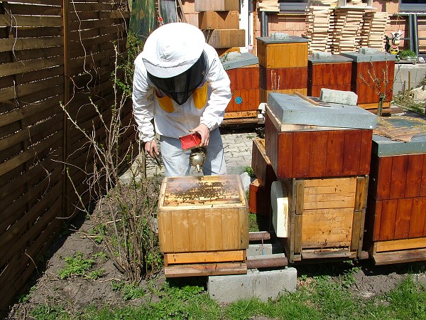 Inspekční prohlídky včelstev 14.4.2013