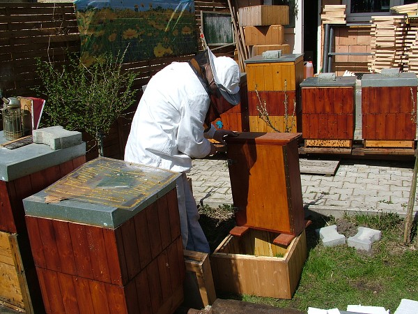Inspekční prohlídky včelstev 14.4.2013